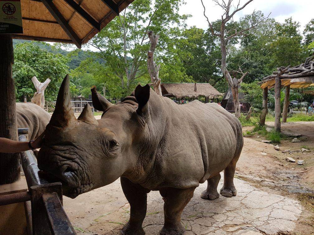 Зоопарк кхао кхео в паттайе - настоящее сафари с животными!