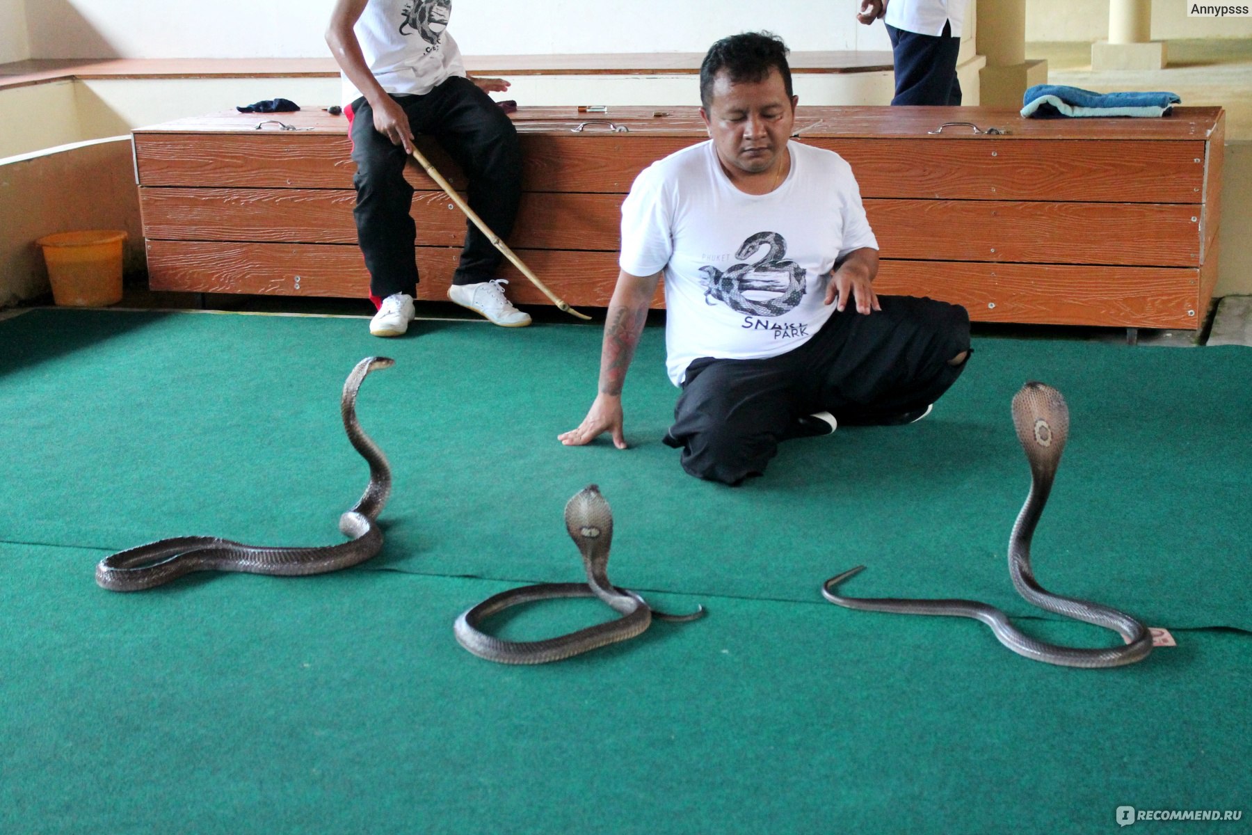 Ядовитые змеи таиланда — mythaiguide.ru