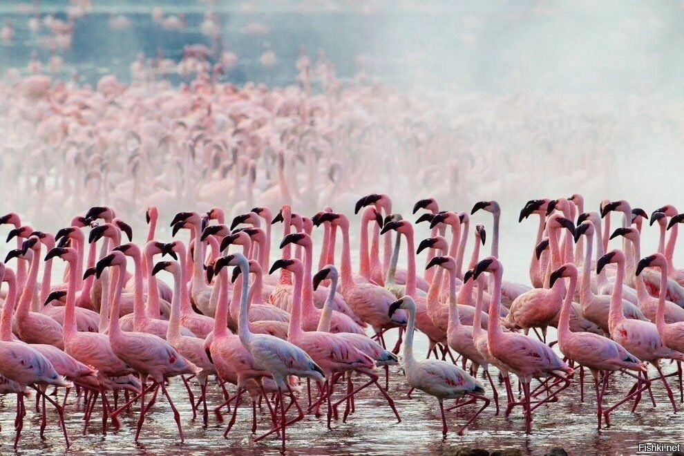 Почему озеро в кении розовое. миллионы розовых фламинго на озере накуру, кения