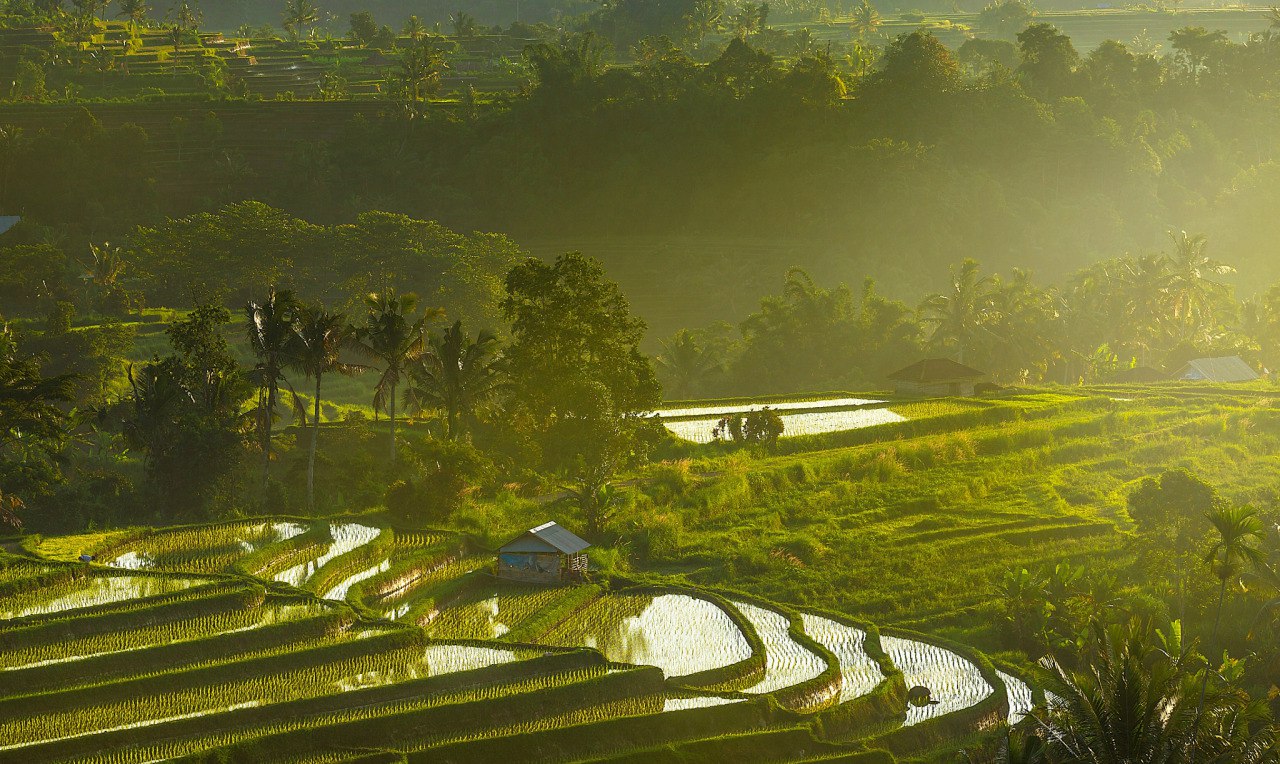 Рисовые террасы на бали, в убуде — тегаллаланг