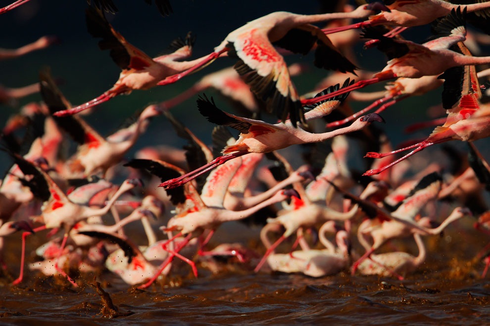 ★ кения невероятное озеро накуру ★  - советы путешественникам