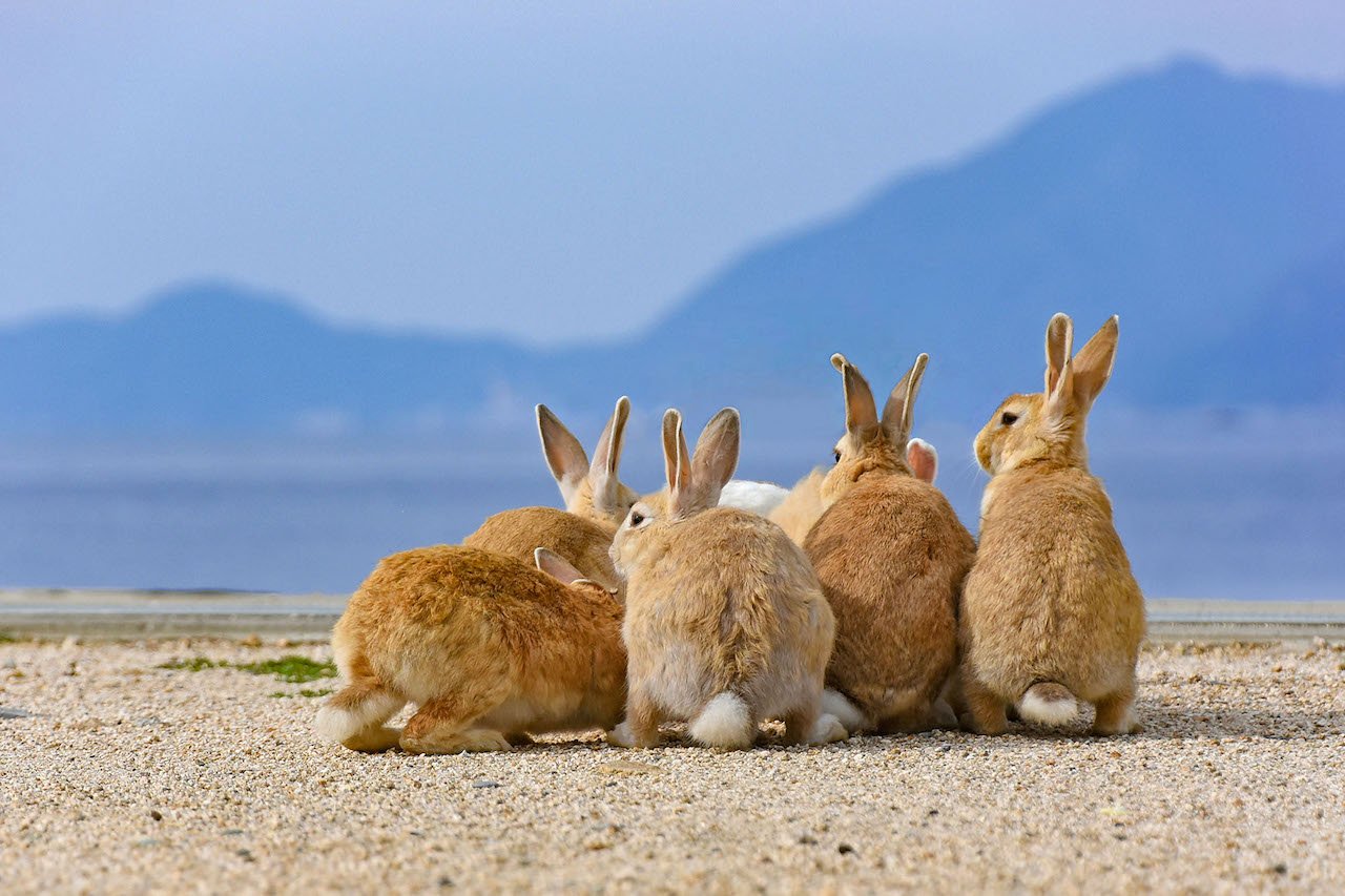 Остров кроликов в японии: фото, окуносима, история, особенности
