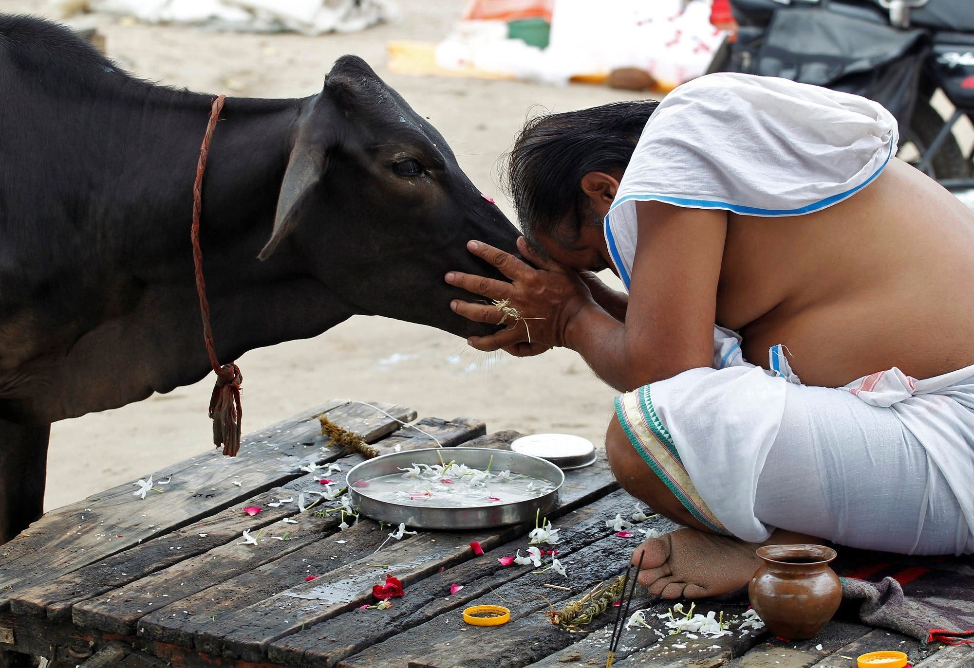Почему корова — священное животное в индии?