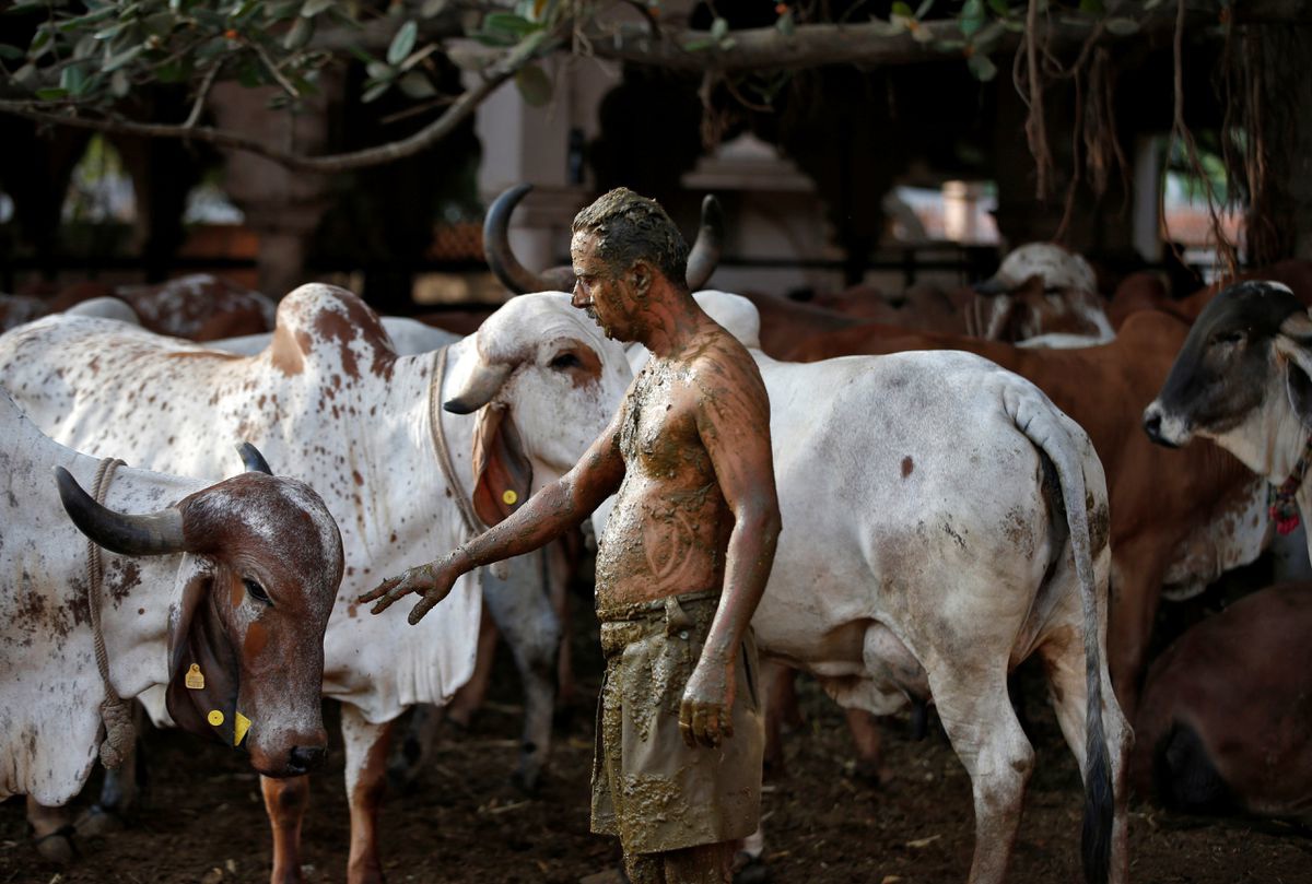Почему корова – священное животное в индии? 2020