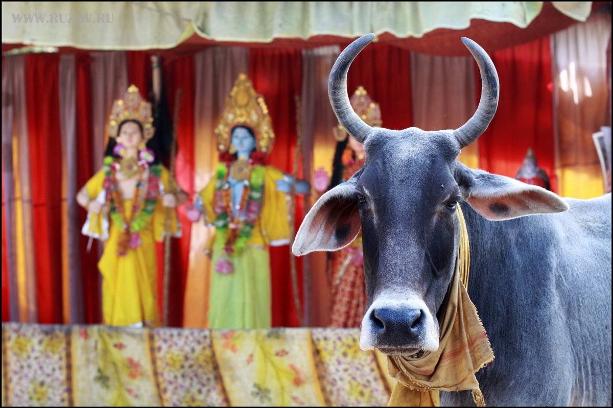 Почему корова – священное животное в индии?