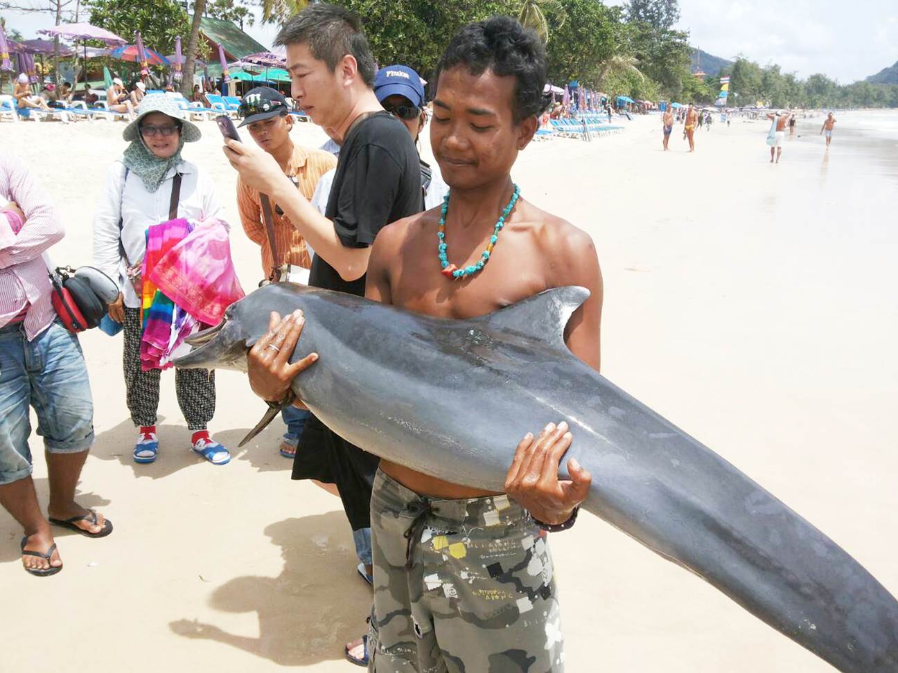 Опасны ли акулы в тайланде
