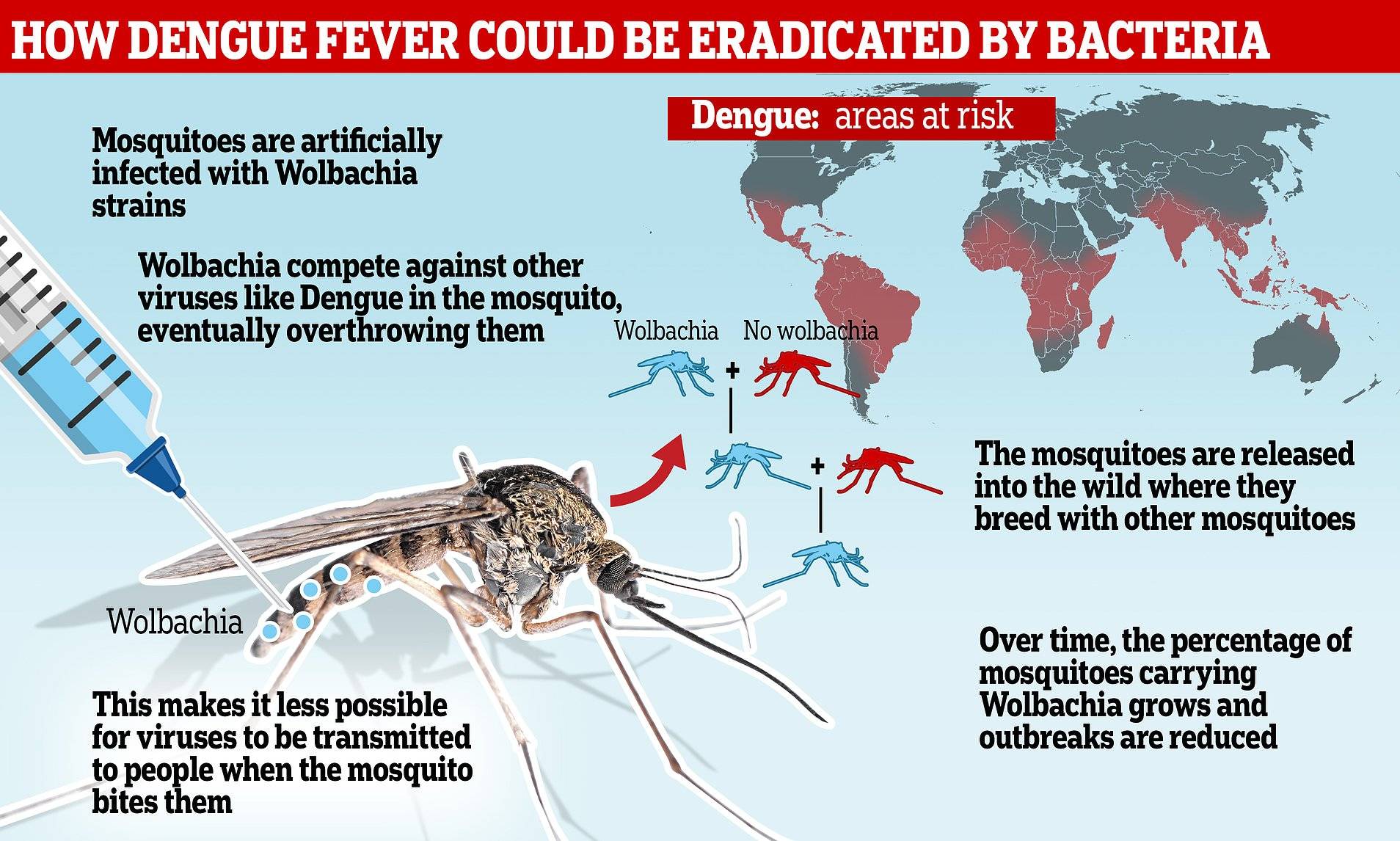 Лихорадка денге - симптомы болезни, профилактика и лечение лихорадки денге, причины заболевания и его диагностика на eurolab