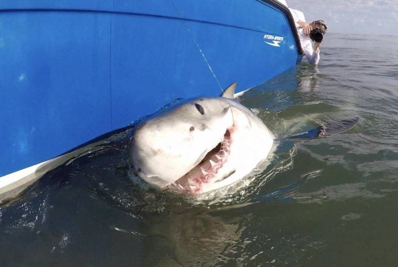 10 самых опасных акул, убивающих людей - hi-news.ru