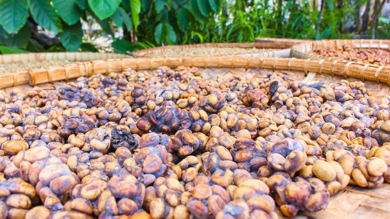 Особенности производства легендарного кофейного напитка luwak
