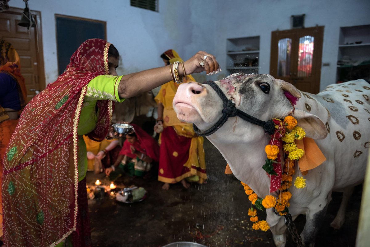 Священная корова в индии
