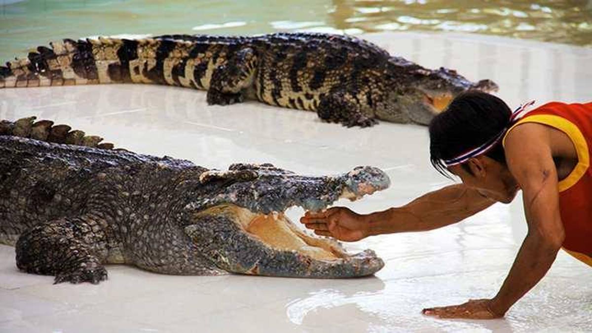 Есть ли в тайланде крокодилы