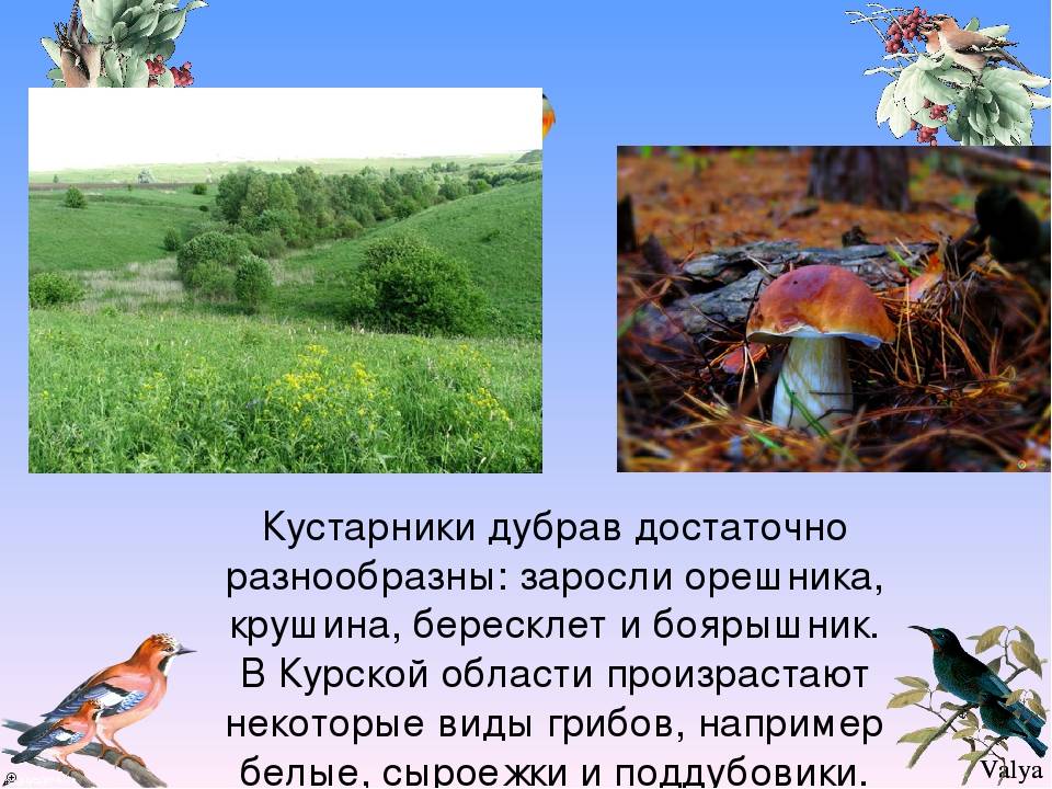 Презентация - растительный мир курской области