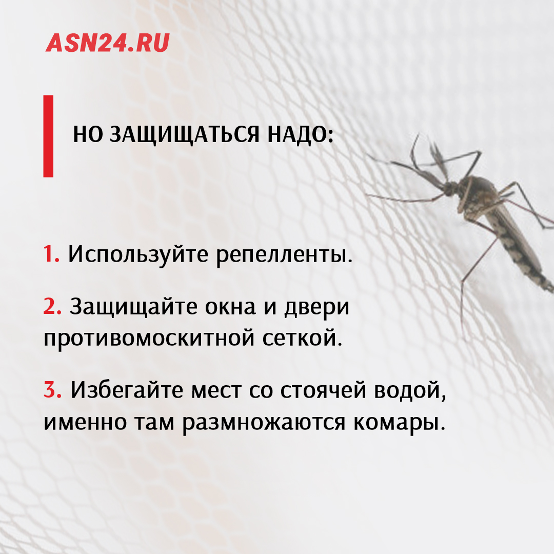 Опасности в таиланде: насекомые, змеи и прочая живность