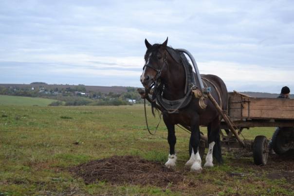 Владимирский тяжеловоз — невероятно красивая и супер выносливая лошадь