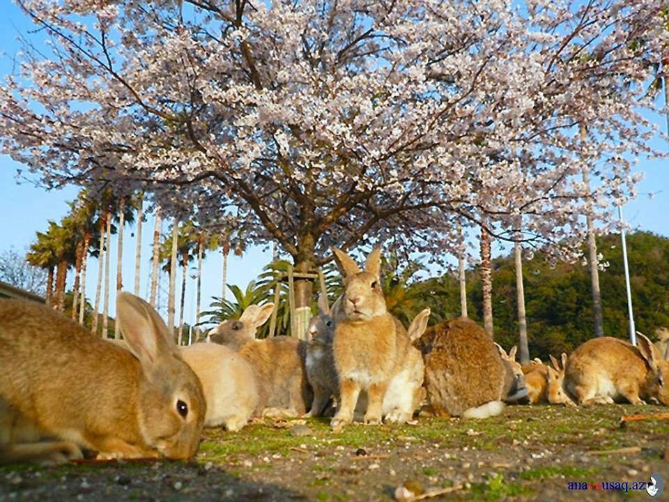 Кроликопокалипсис: остров кроликов в японии — окуносима