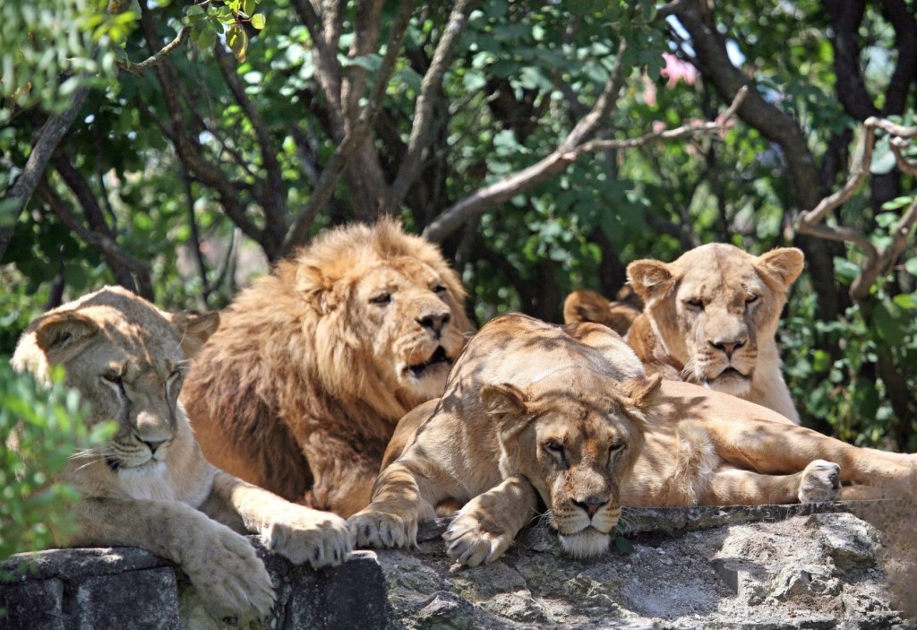Парк львов тайган, белогорск, крым. taygan lions park. belogorsk. the crimea | зеленый путь