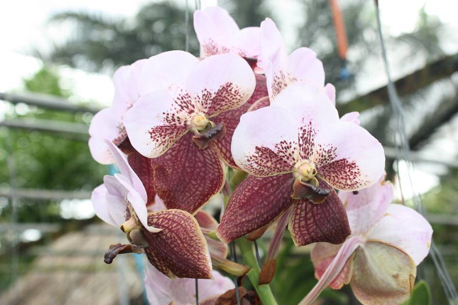 Иностранная красавица тайская орхидея — фото, выбор растения и секреты ухода