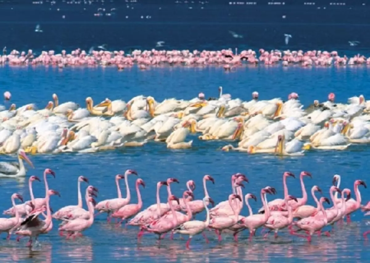 Озеро накуру в кении. описание, фото, интересные факты