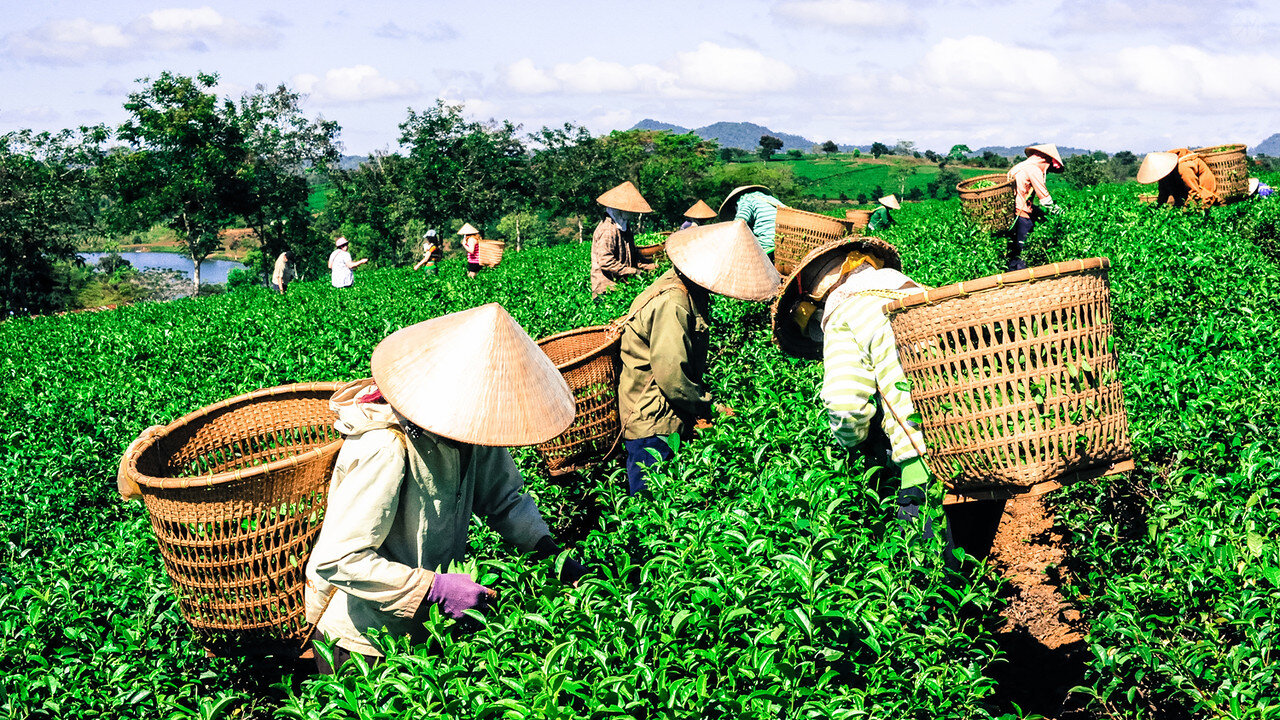 Сельское хозяйство во вьетнаме - agriculture in vietnam - wikipedia
