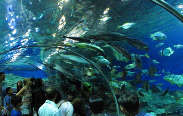 Аквариум монстров в паттайе pattaya monsters aquarium | едем сами с ok_vickie