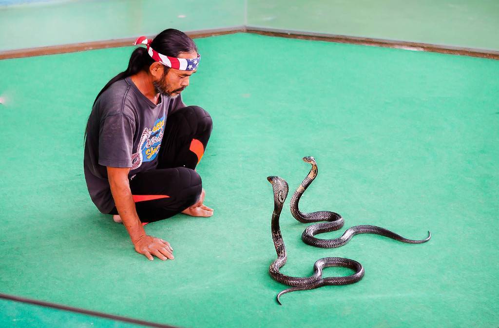 Опасности в таиланде: насекомые, змеи и прочая живность