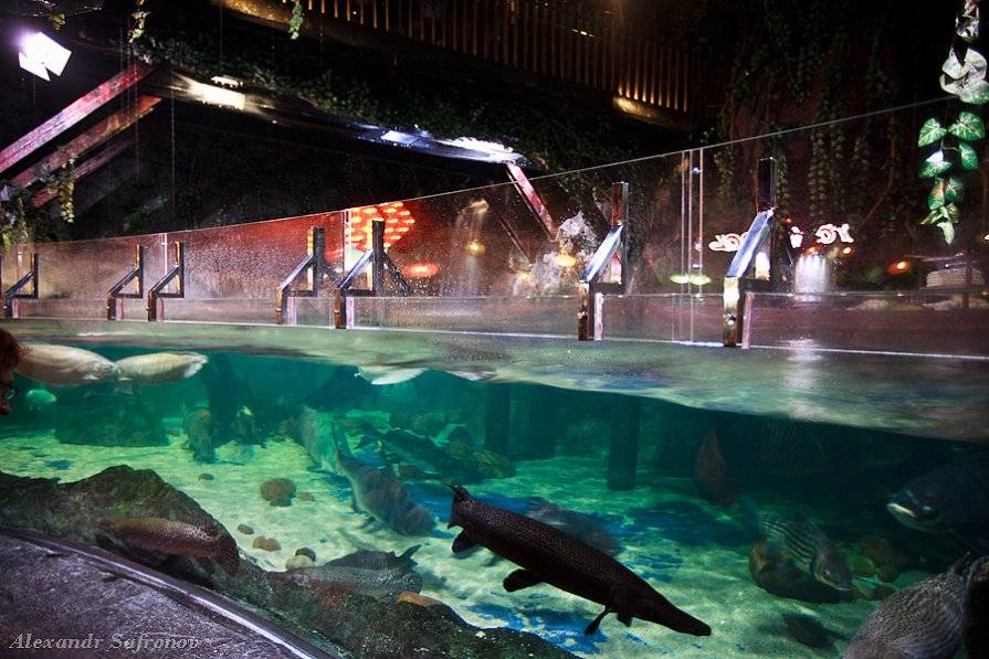 Стоит ли вашего внимания океанариум паттайи (underwater world)?