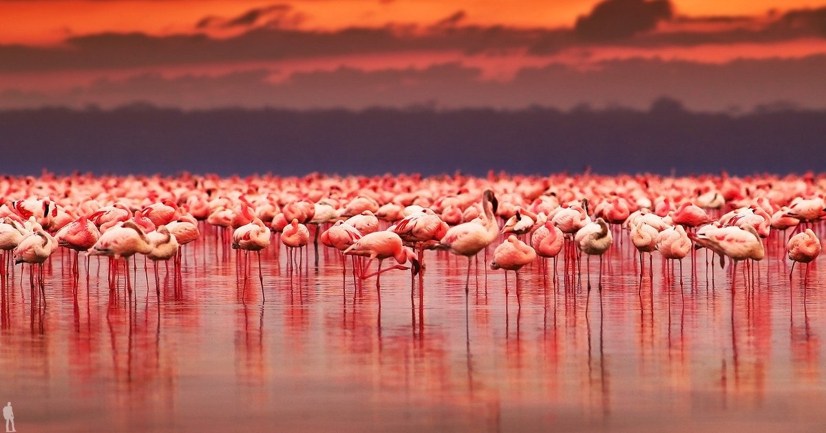 Кения невероятное озеро накуру