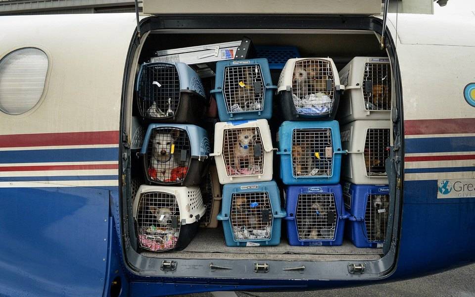 S7 перевозка животных, правила провоза животных в салоне самолета в 2020