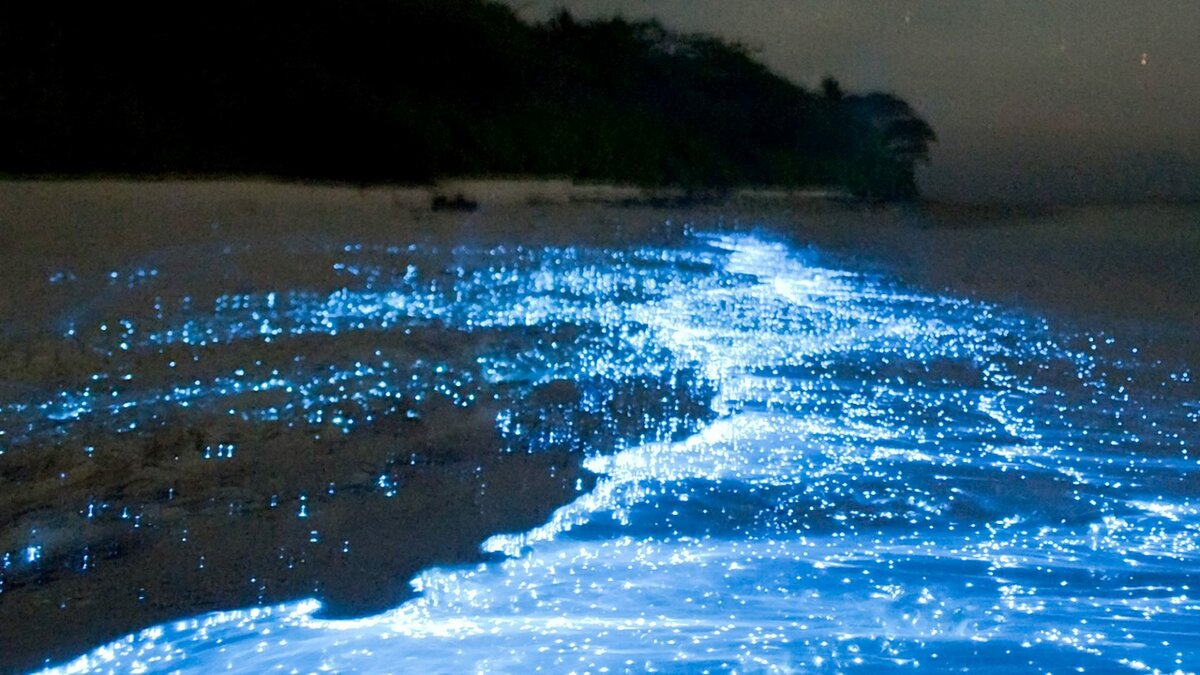 Будьте ослеплены морем звезд мальдив. - путешествия и туризм