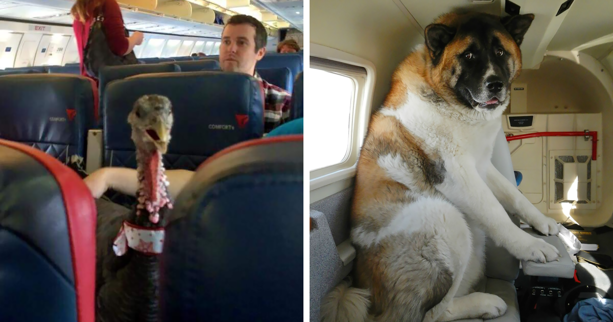 Правила перевозки животных в s7 airlines — особенности и запреты - aviacompany.com