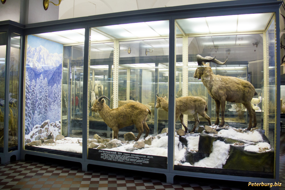 Зоологический музей, санкт-петербург (россия): история, фото, как добраться, адрес
на карте и время работы в 2023