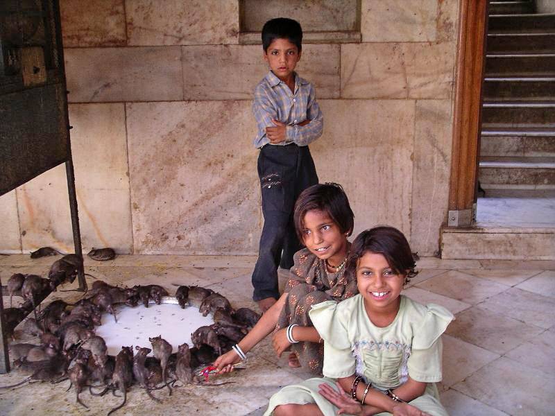Храм крыс в индии: такого вы еще не видели