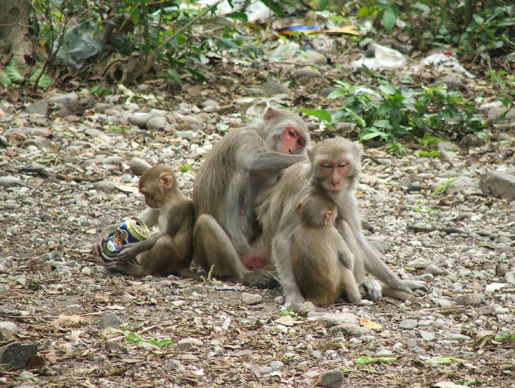 Остров обезьян в нячанге, вьетнам. описание и видео обзор острова