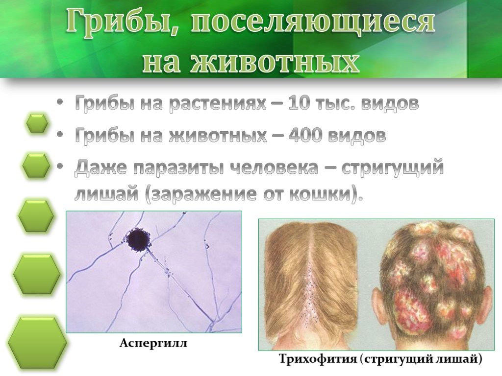 Паразитические грибы заболевания. Грибы паразиты. Грибы паразиты стригущий лишай.