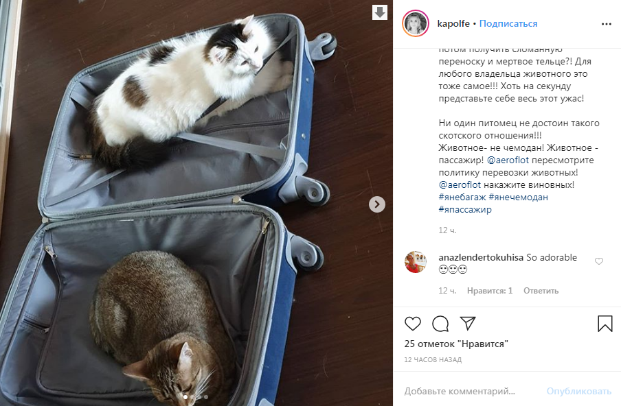 Кота в самолет что нужно. Перевозка питомцев. Авиаперевозка животных. Провоз животных в самолете. Животные в багаже.