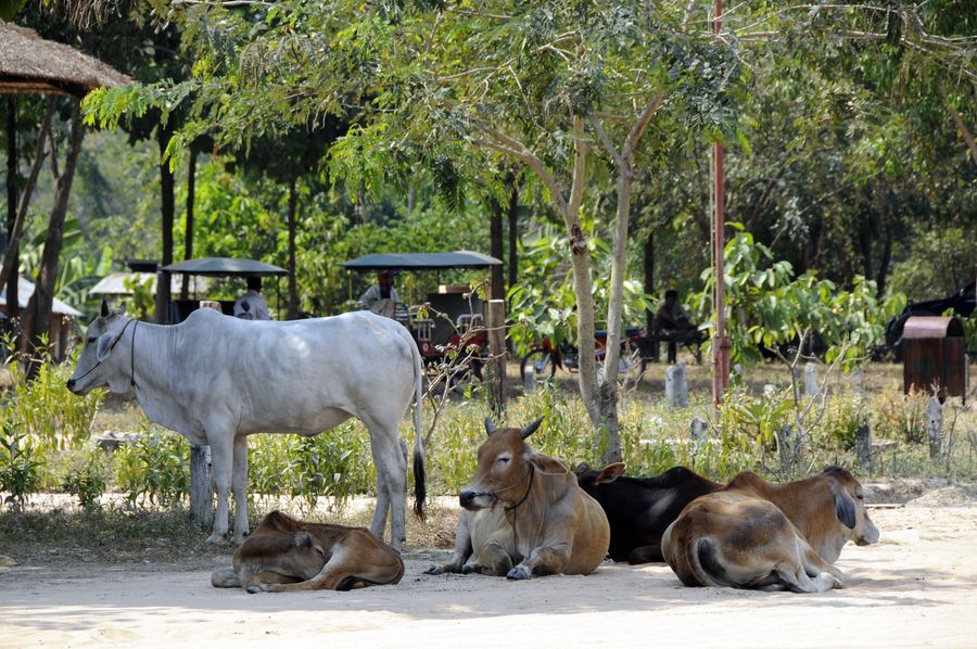 11 удивительных местных животных, которые вы должны увидеть в камбодже
