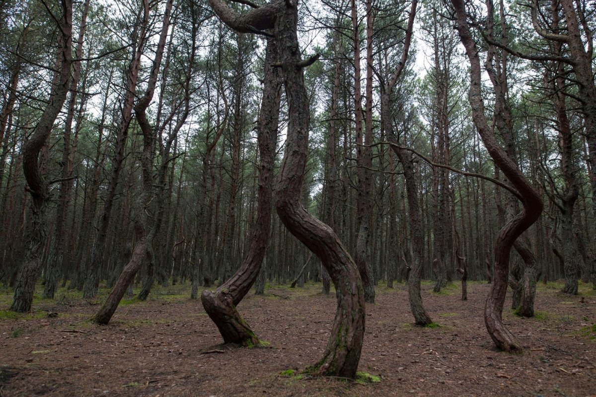 Фотографии куршской косы в калининградской области