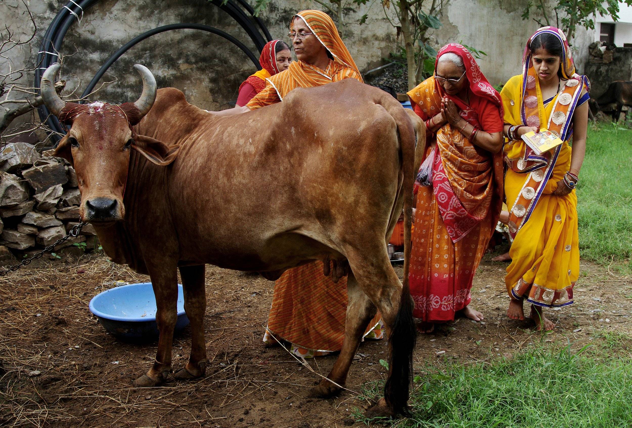 Почему в индии корова — священное животное: кратко, по каким индийским обычаям она считается в стране важной, и что, по сути, с ней делают индусы, едят ли или доят?