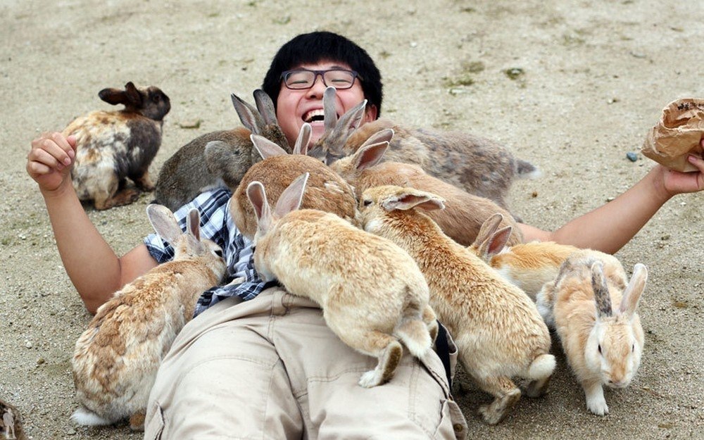 Остров кроликов окуносима: тайны, фото, видео
