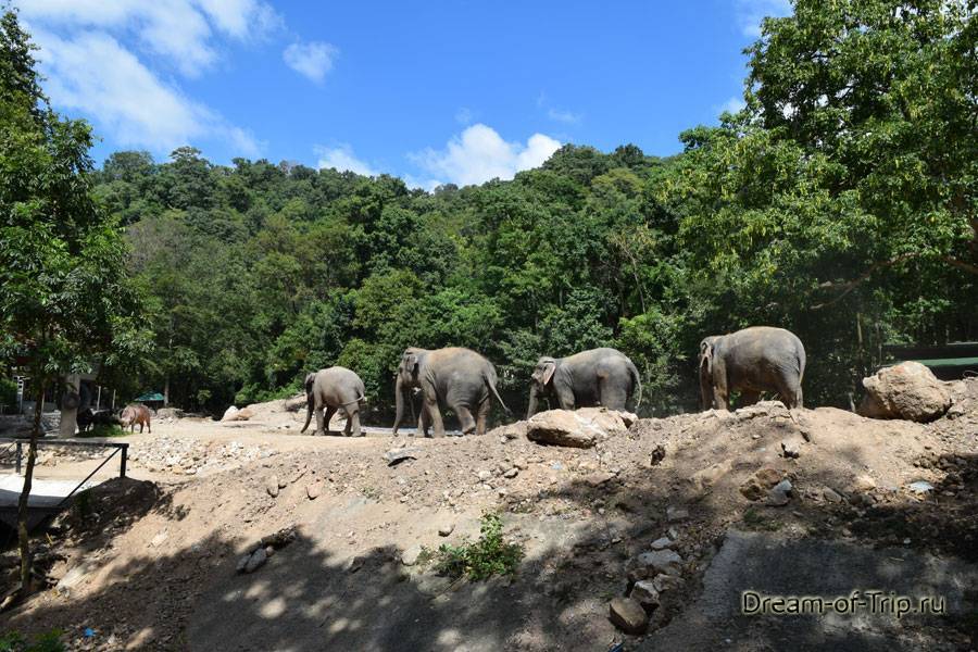Зоопарк кхао кхео в паттайе — настоящее сафари с животными!