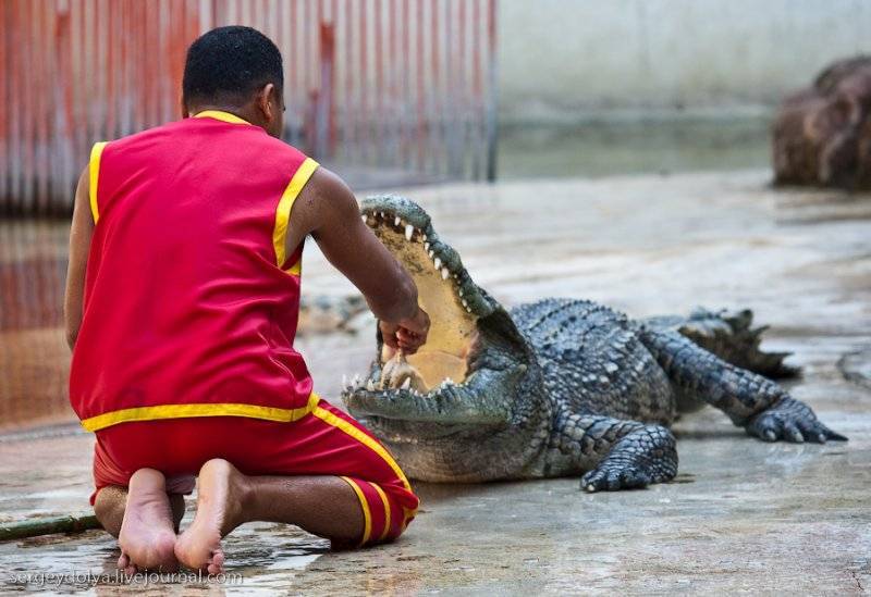 Крокодилы в тайланде. надо ли бояться туристам этих «собачек»