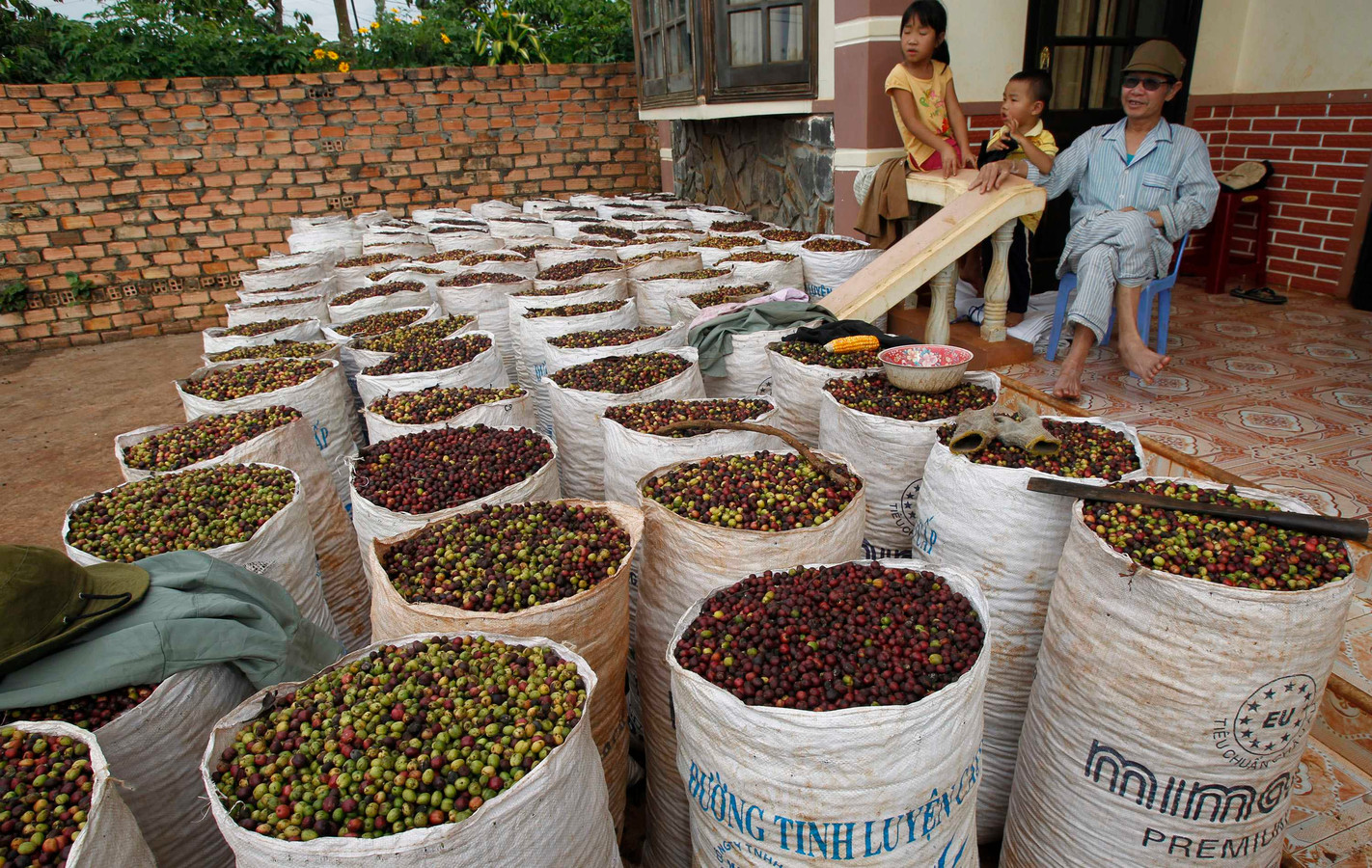 Кофе из вьетнама: особенности выращивания, бренды