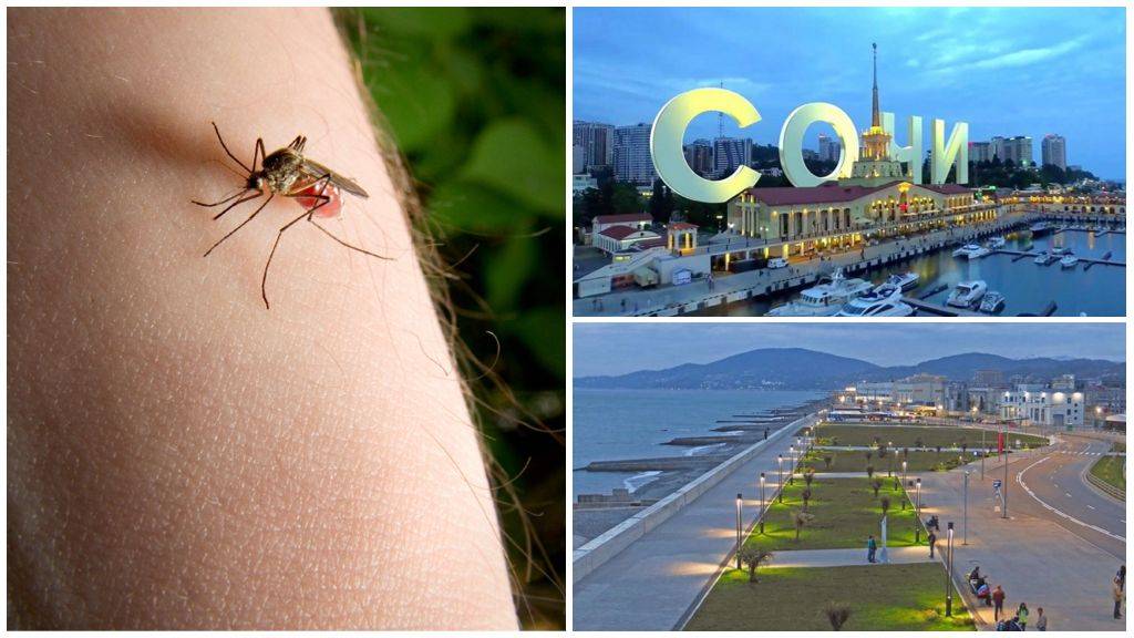 Комары в тайланде - что переносят и как защититься от укусов