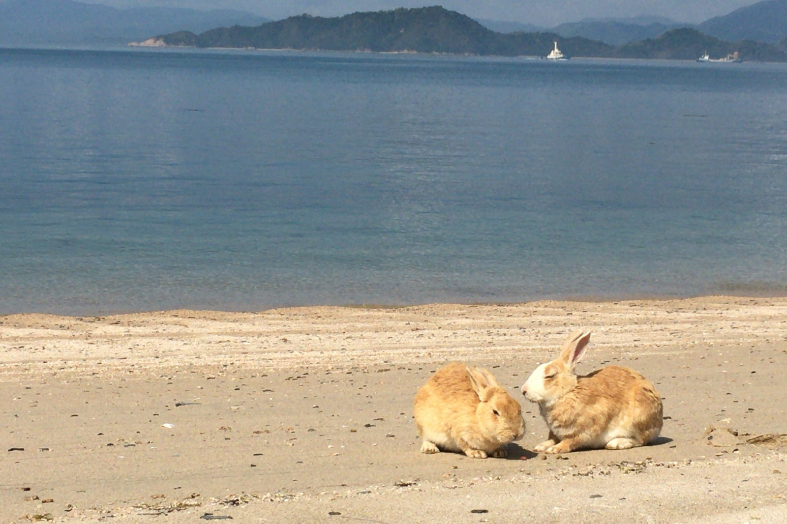 Остров кроликов окуносима: тайны, как добраться