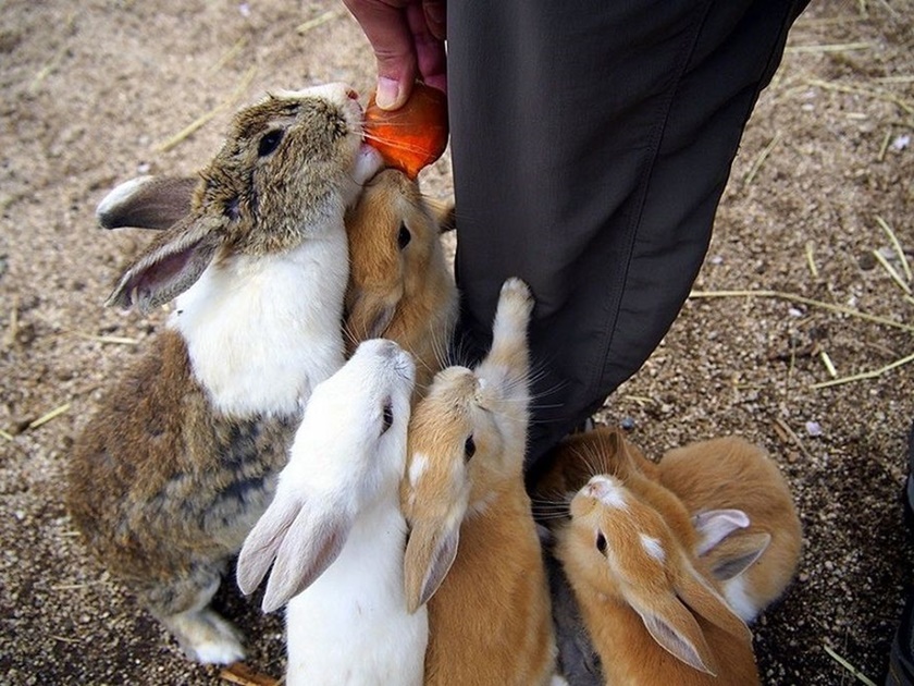 Oкунocимa: остров кроликов в японии, фото, туризм, истроя