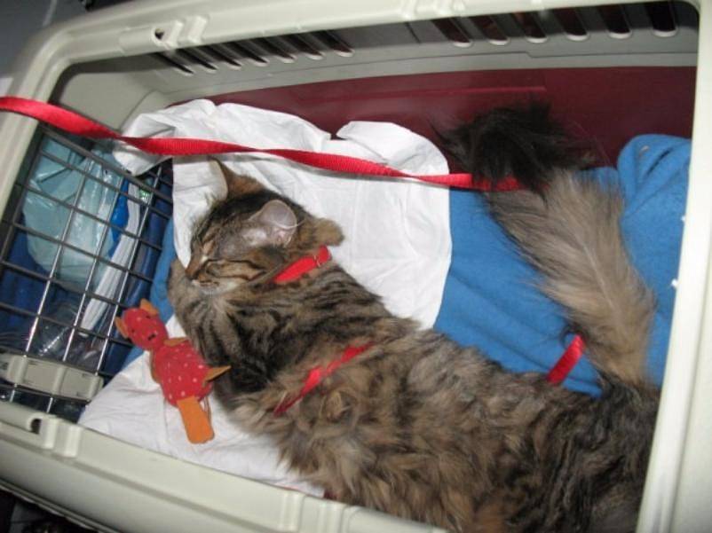 Как правильно перевозить кошку в самолёте по россии?