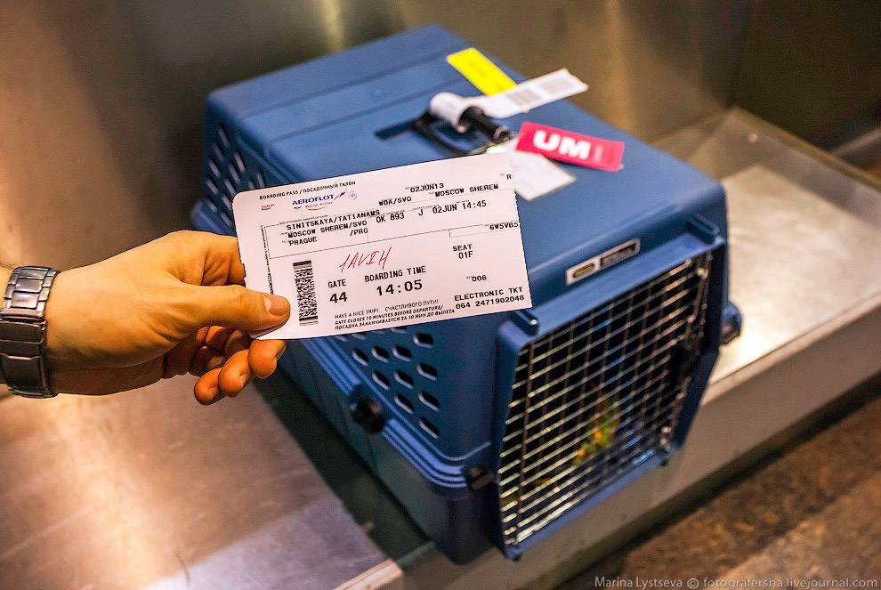 Как перевозить собаку в самолете: все правила и условия