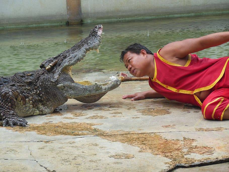 Крокодилы в тайланде. надо ли бояться туристам этих «собачек» — ватдитай