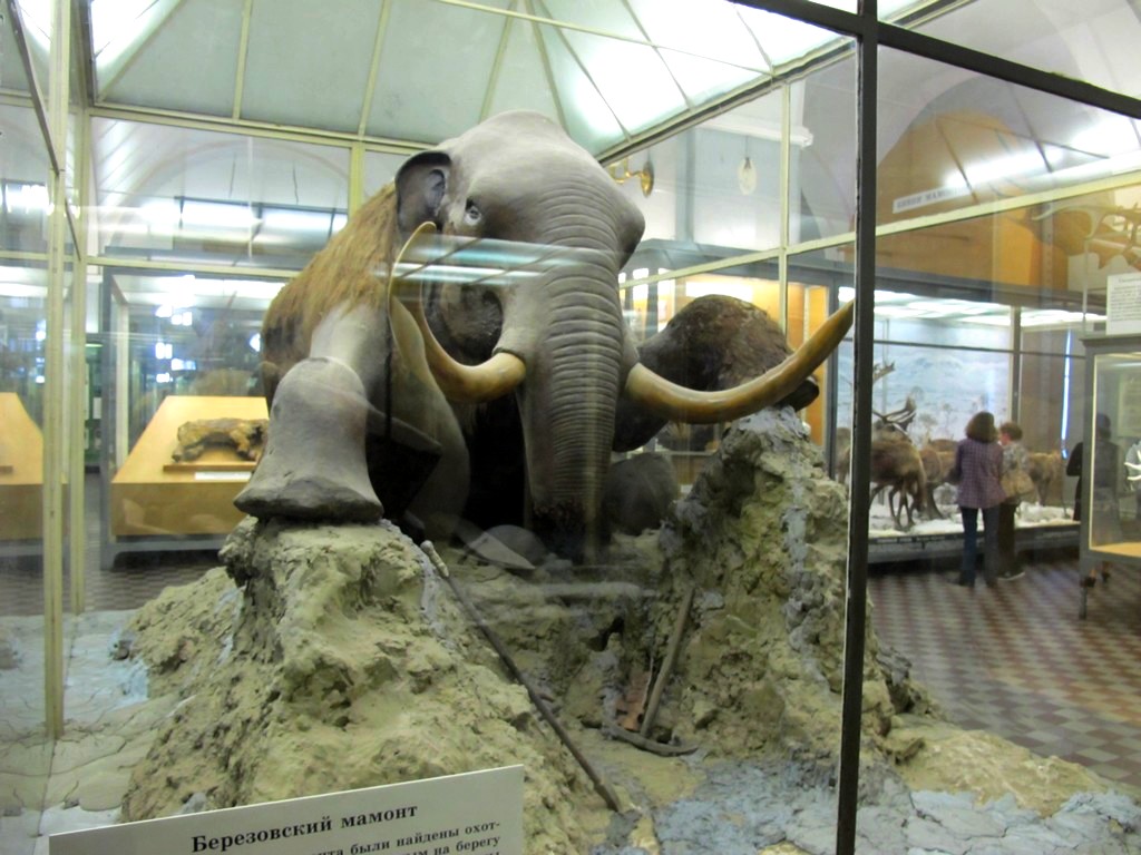 Зоологический музей в петербурге
