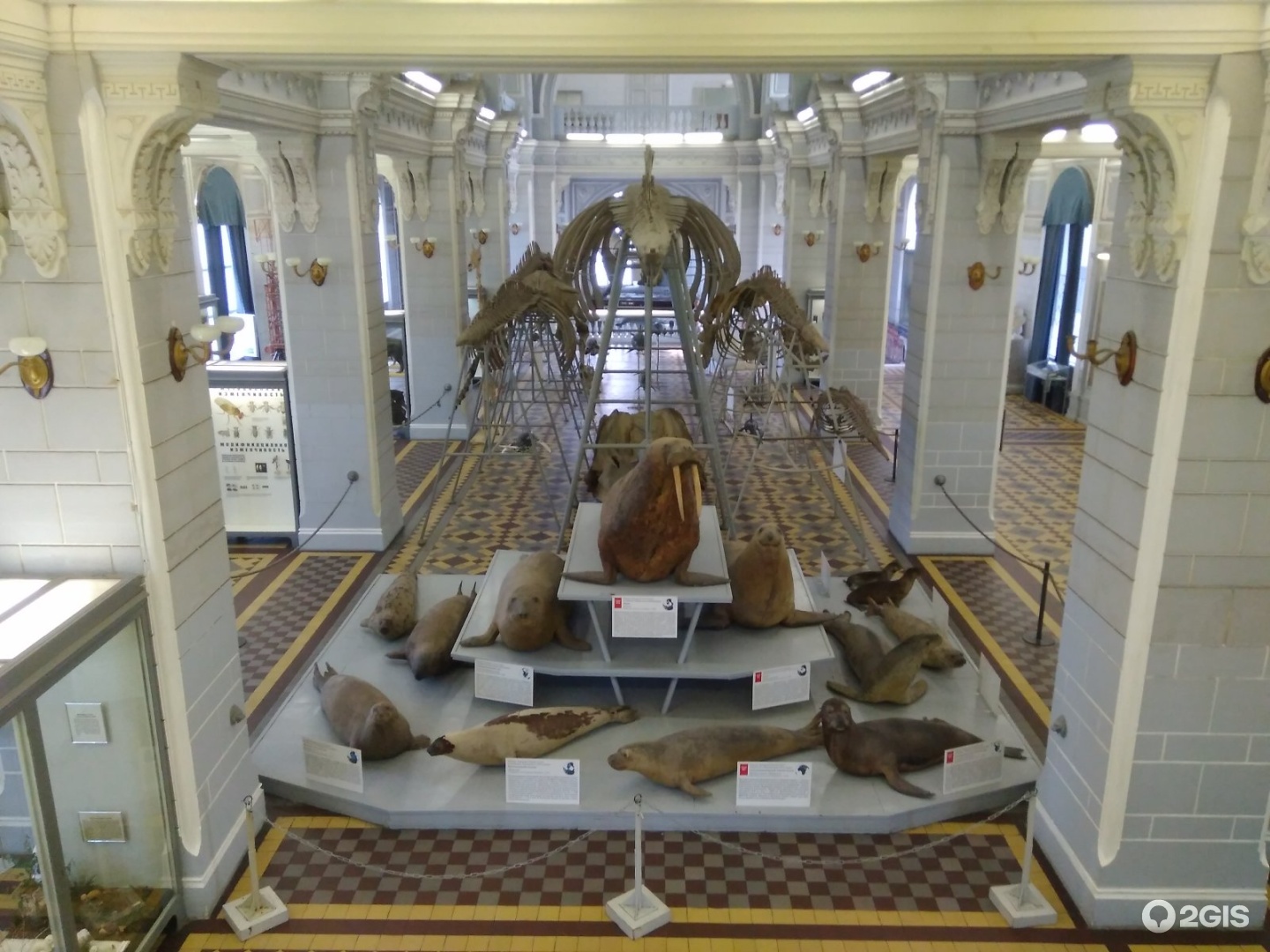 Зоологический музей в санкт-петербурге